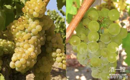 法国葡萄酒波尔多产区知识,法国波尔多卡斯蒂永丘葡萄酒产区