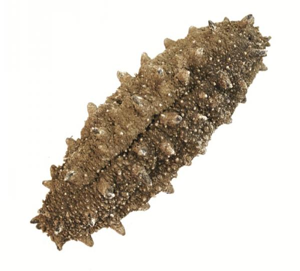 海参背后不为人知的内幕 (关于海参你不知道的几个真相)