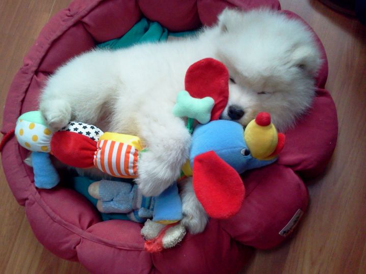 把萨摩耶养胖成了猪,把萨摩耶养成猪