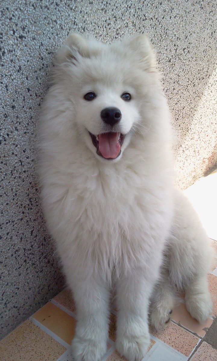 把萨摩耶养胖成了猪,把萨摩耶养成猪