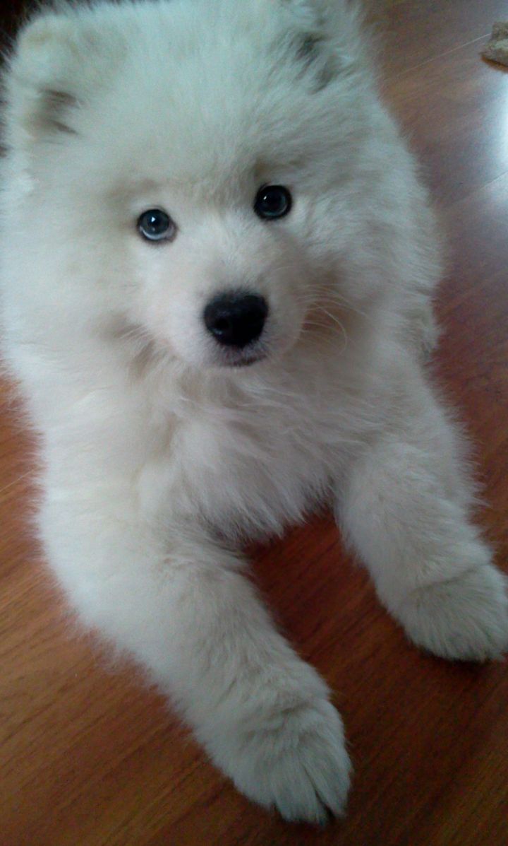 把萨摩耶养胖成了猪,把萨摩耶养成猪