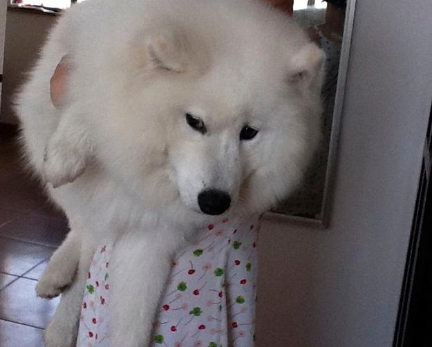 把萨摩耶养胖成了猪,把萨摩耶养成猪