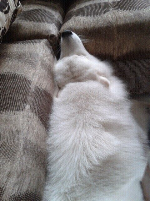 把萨摩耶养胖成了猪,把萨摩耶养成猪