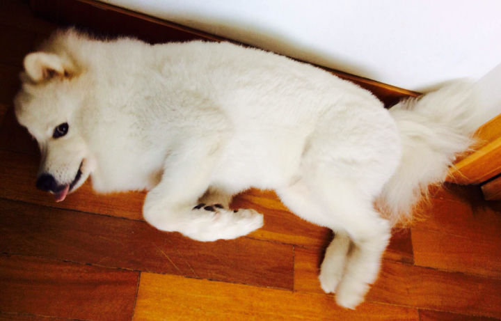 把萨摩耶养胖成了猪,把萨摩耶养成猪