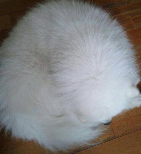 把萨摩耶养胖成了猪,把萨摩耶养成猪