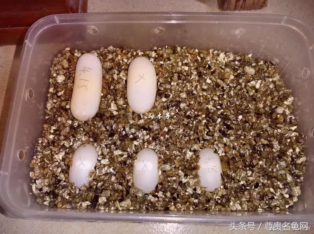 用一招,就知龟蛋是否受精