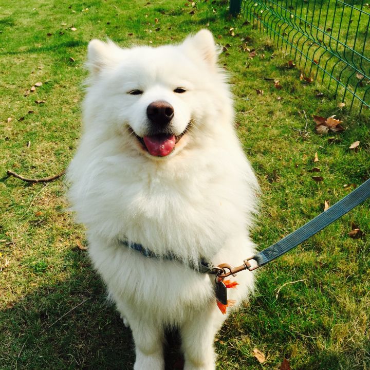 把萨摩耶养胖成了猪,把萨摩耶养成猪