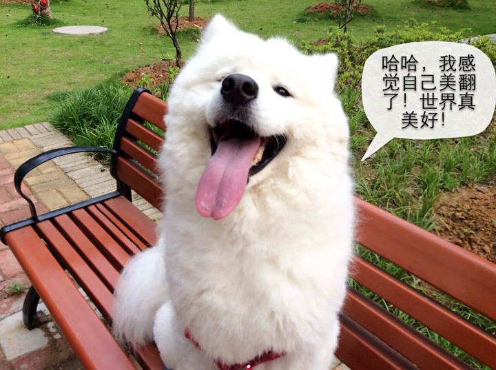 把萨摩耶养胖成了猪,把萨摩耶养成猪