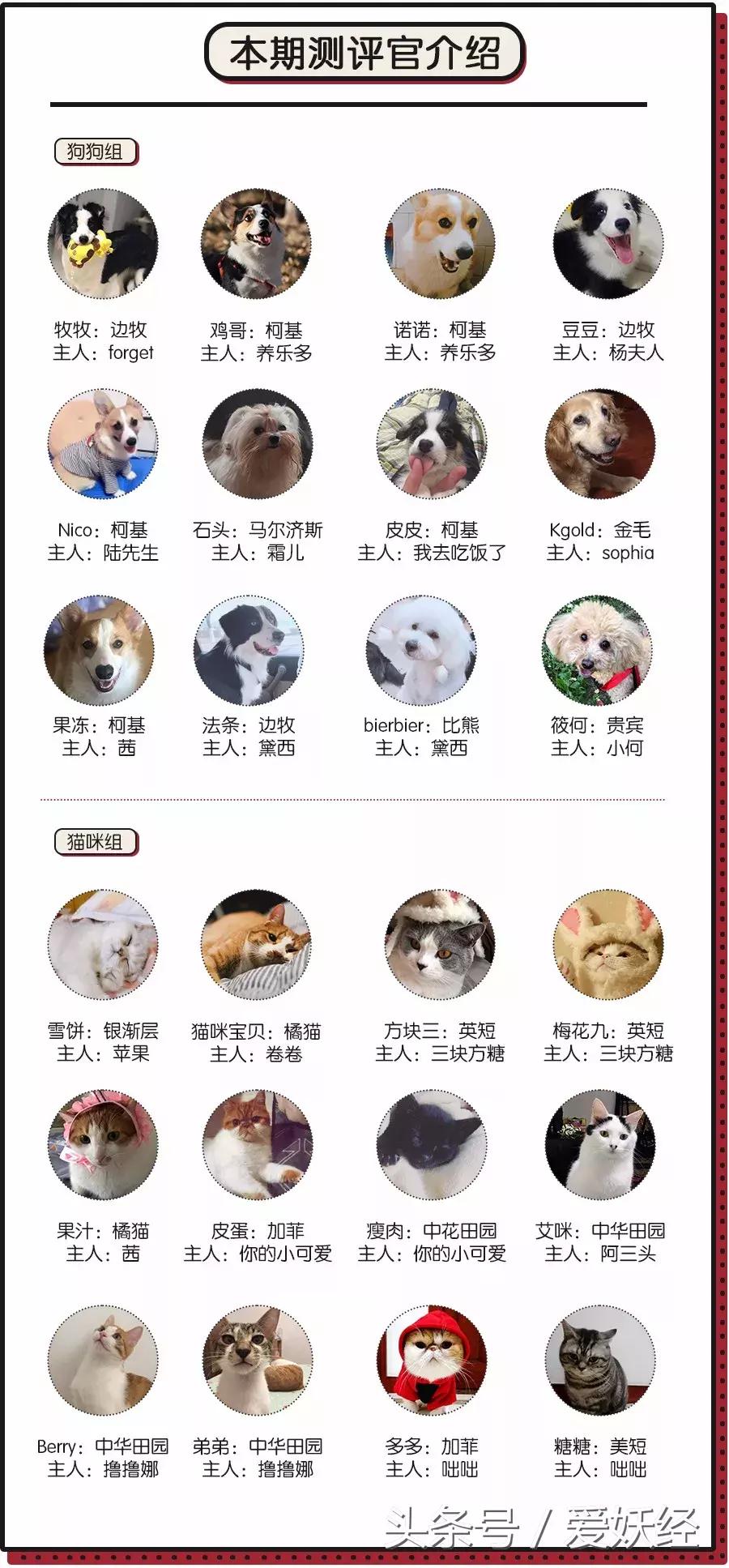 爱妖经大社区众测No.6|一份不一样的主粮能让你的毛球活力一整天