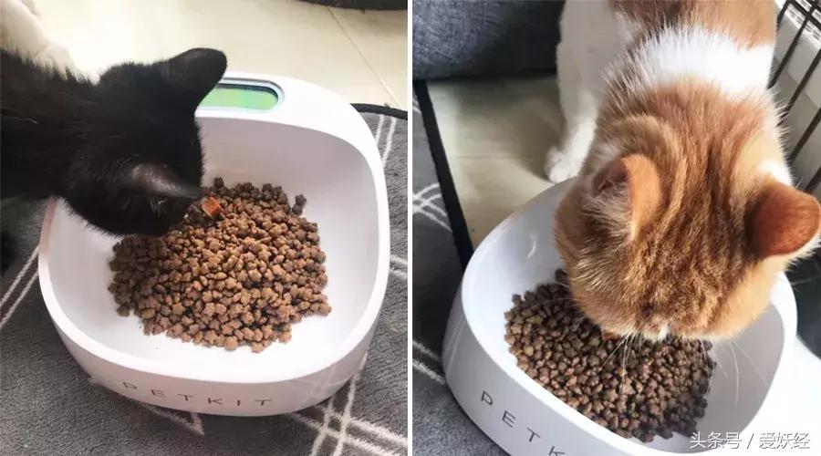 爱妖经大社区众测No.6|一份不一样的主粮能让你的毛球活力一整天