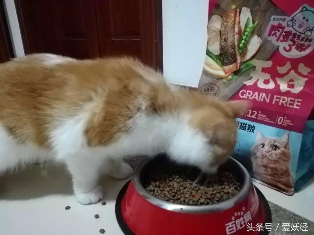 爱妖经大社区众测No.6|一份不一样的主粮能让你的毛球活力一整天