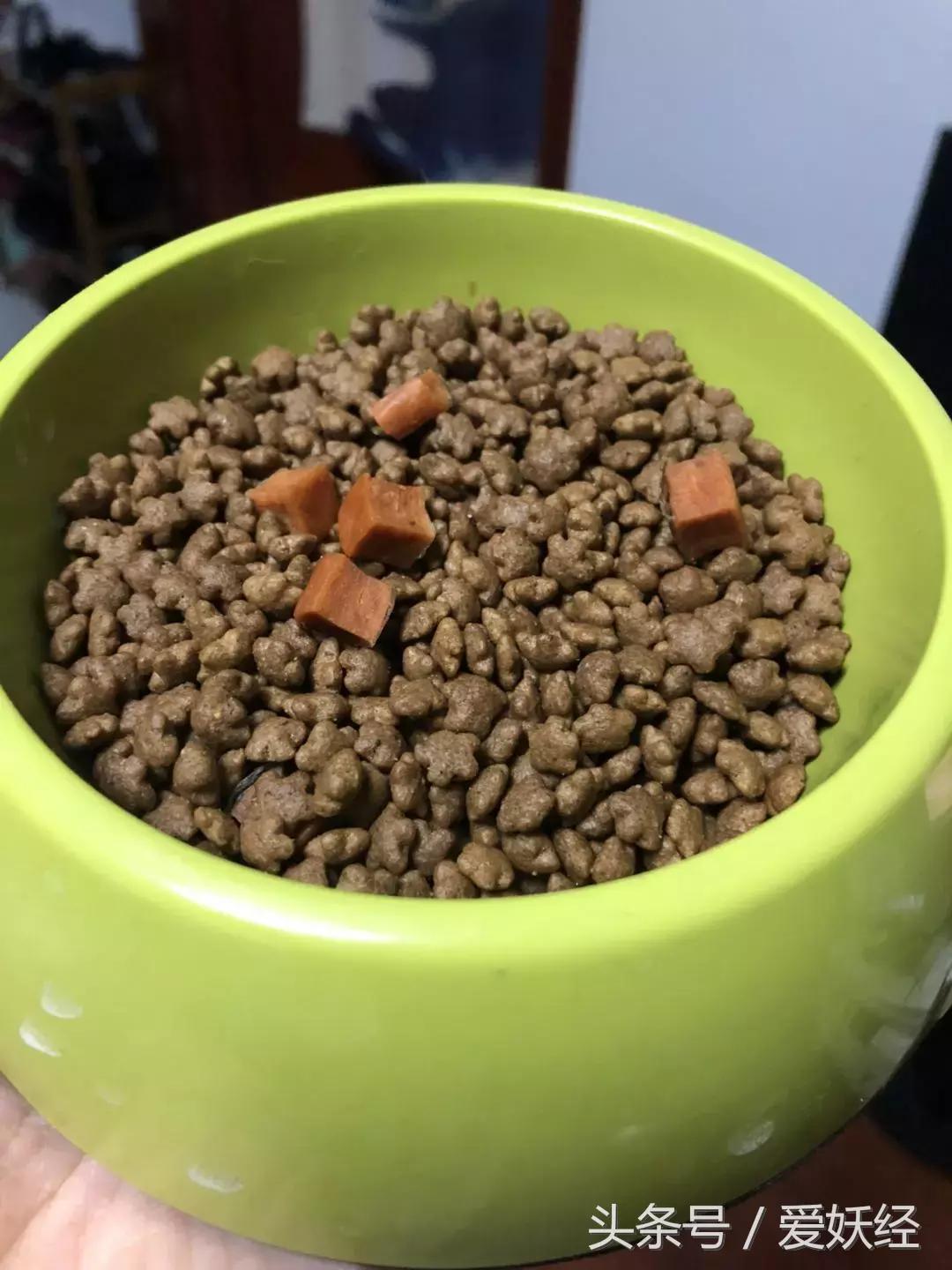 爱妖经大社区众测No.6|一份不一样的主粮能让你的毛球活力一整天