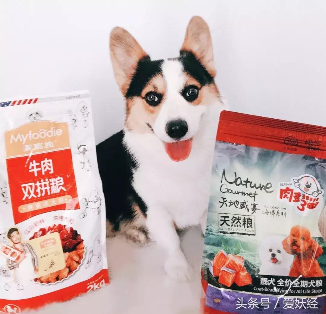 爱妖经大社区众测No.6|一份不一样的主粮能让你的毛球活力一整天