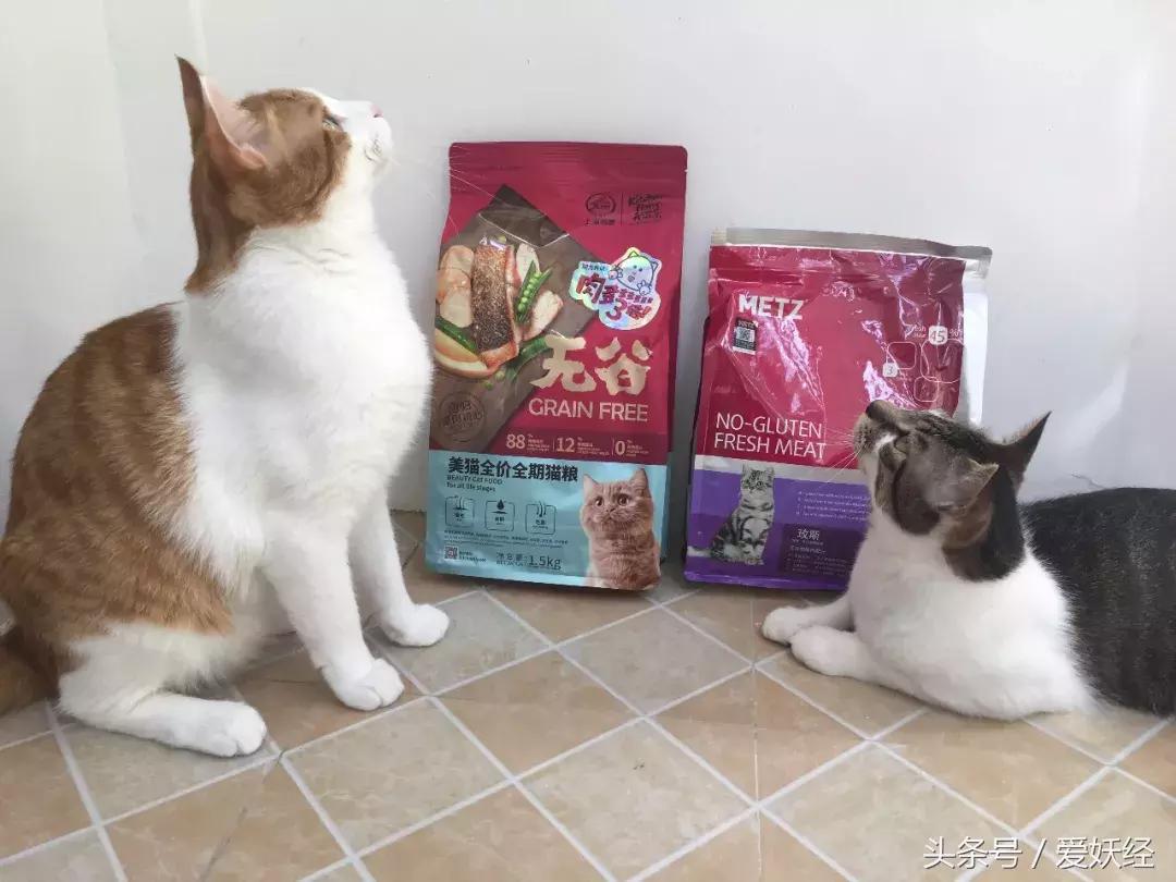 爱妖经大社区众测No.6|一份不一样的主粮能让你的毛球活力一整天