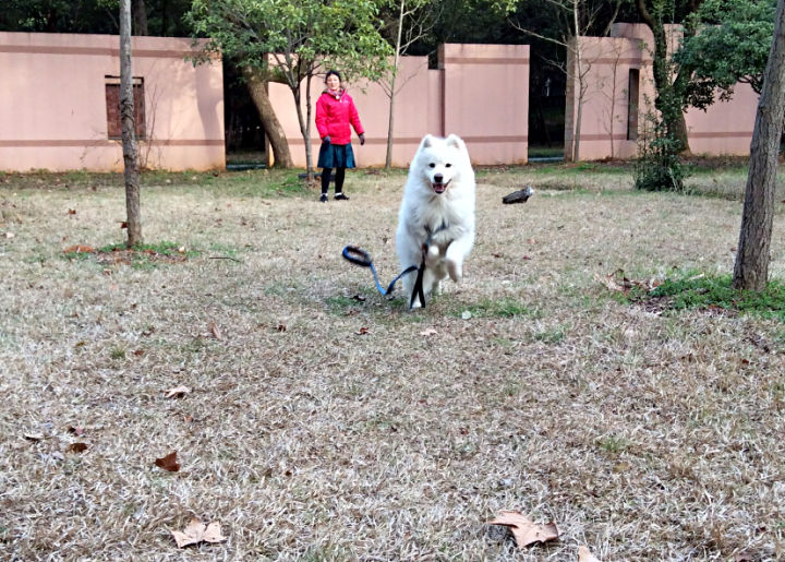 把萨摩耶养胖成了猪,把萨摩耶养成猪