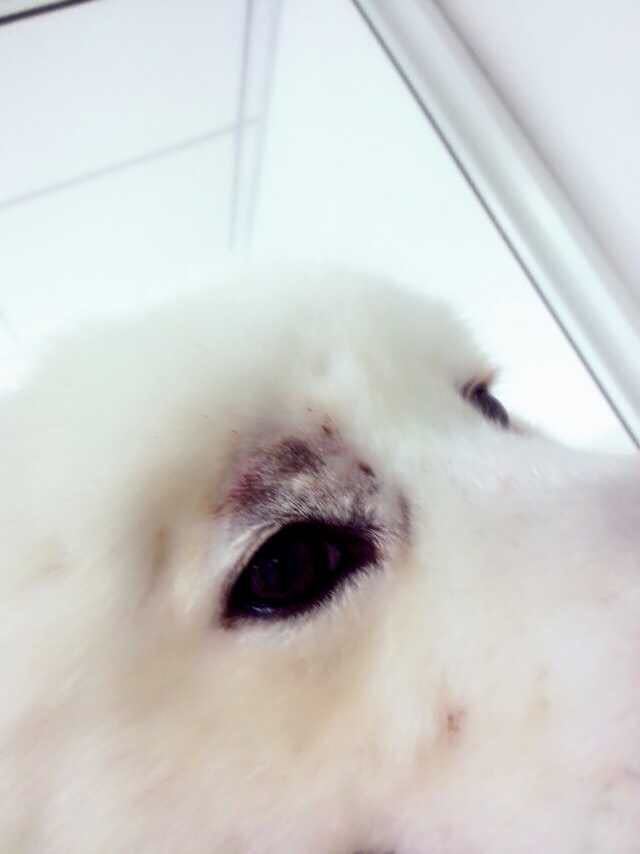 把萨摩耶养胖成了猪,把萨摩耶养成猪