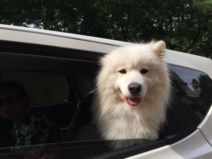 把萨摩耶养胖成了猪,把萨摩耶养成猪