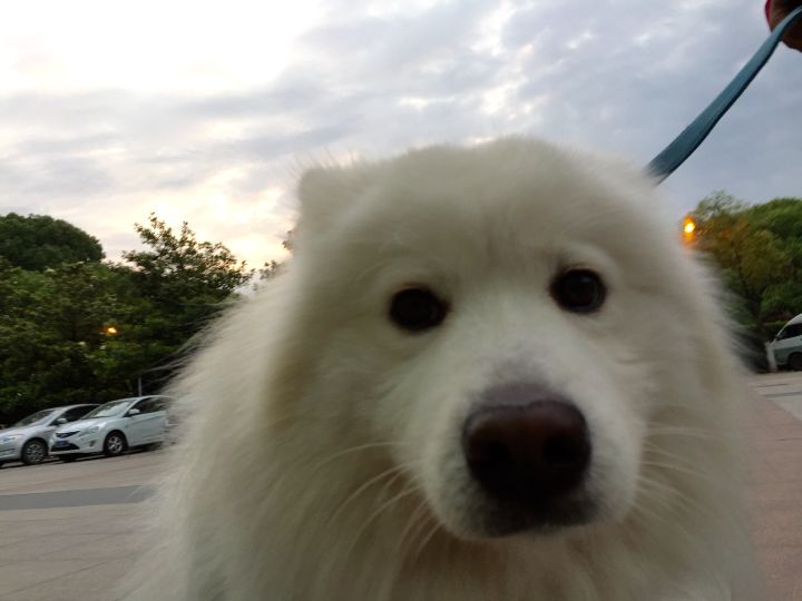 把萨摩耶养胖成了猪,把萨摩耶养成猪