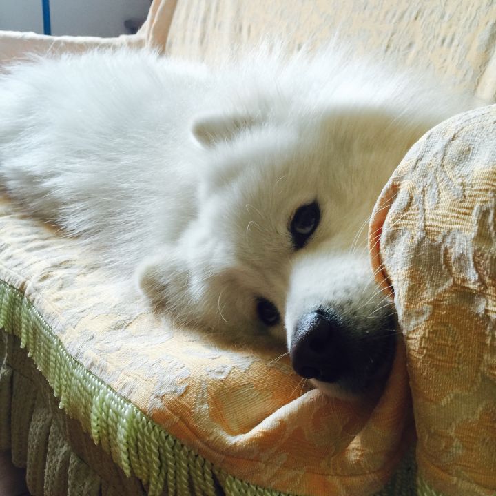 把萨摩耶养胖成了猪,把萨摩耶养成猪