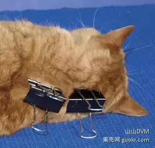 社群5月榜丨为什么掐住猫的后脖颈,它就动不了了?