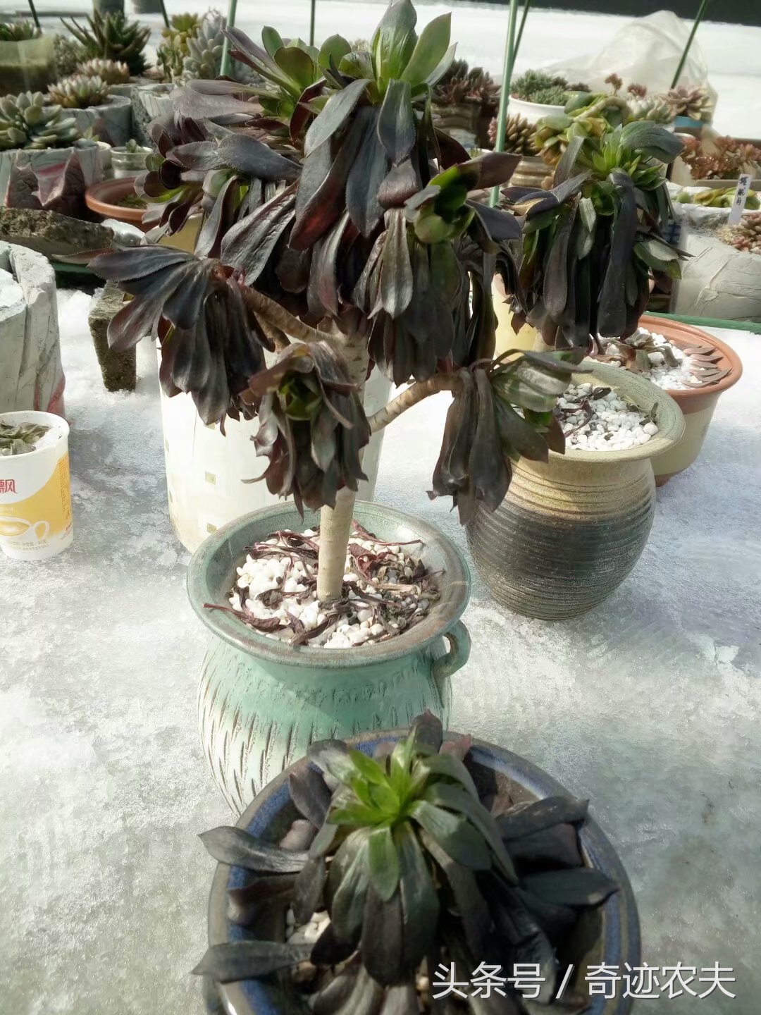 种花的日记大全400字,我的养花日记全过程