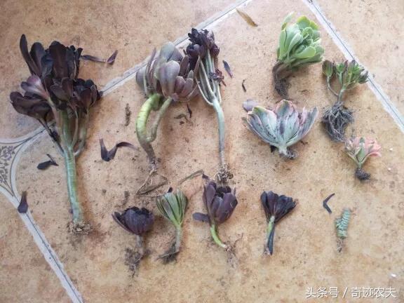 种花的日记大全400字,我的养花日记全过程