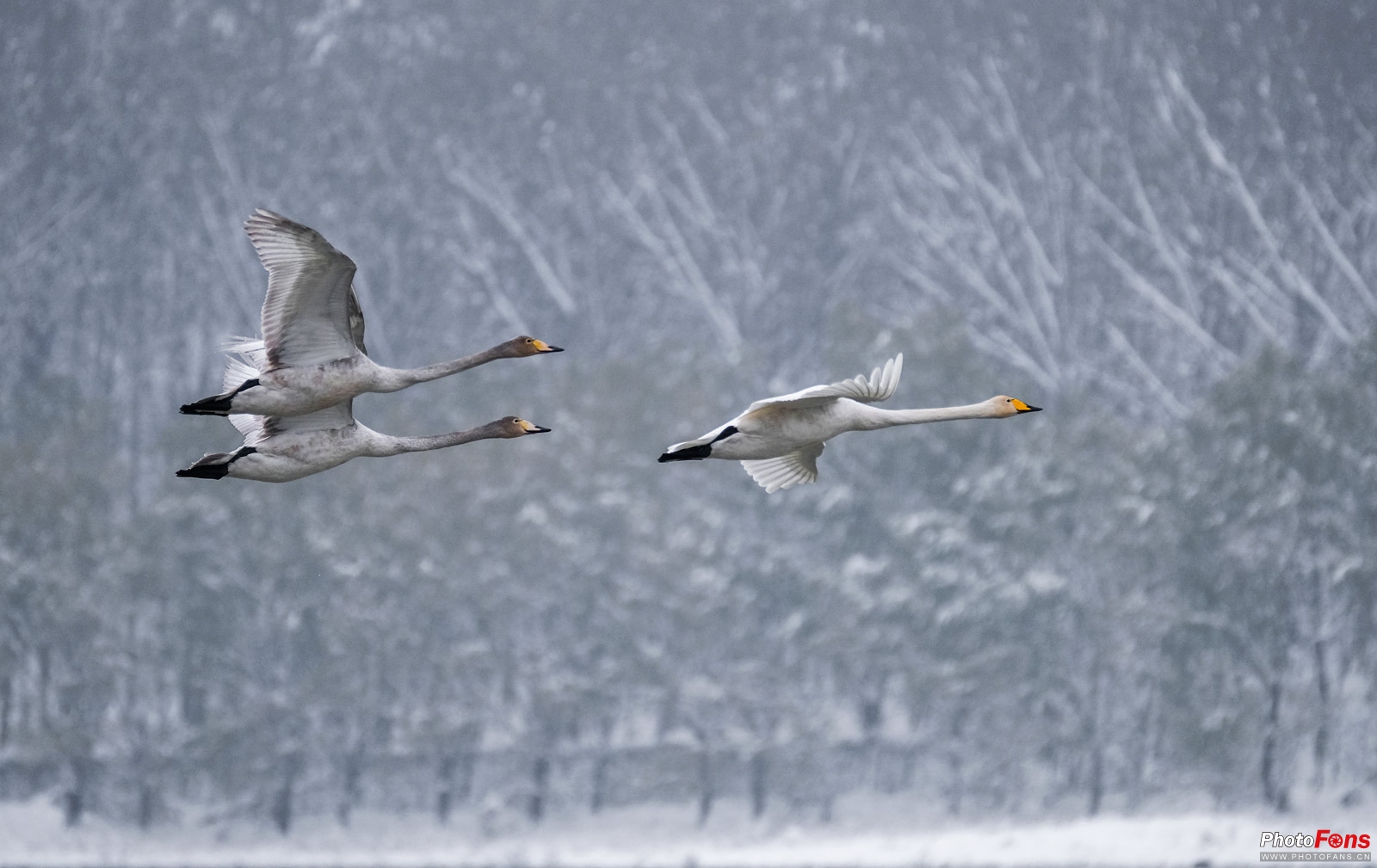 拍鸟如何选择对焦,全方位揭秘拍鸟技巧
