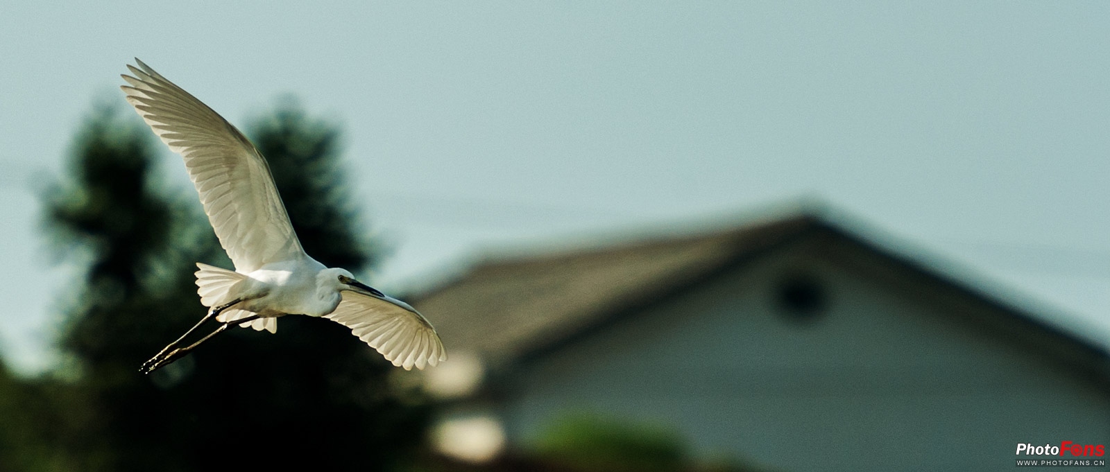 拍鸟如何选择对焦,全方位揭秘拍鸟技巧