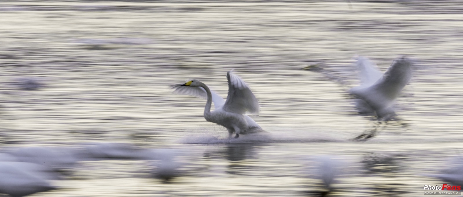 拍鸟如何选择对焦,全方位揭秘拍鸟技巧
