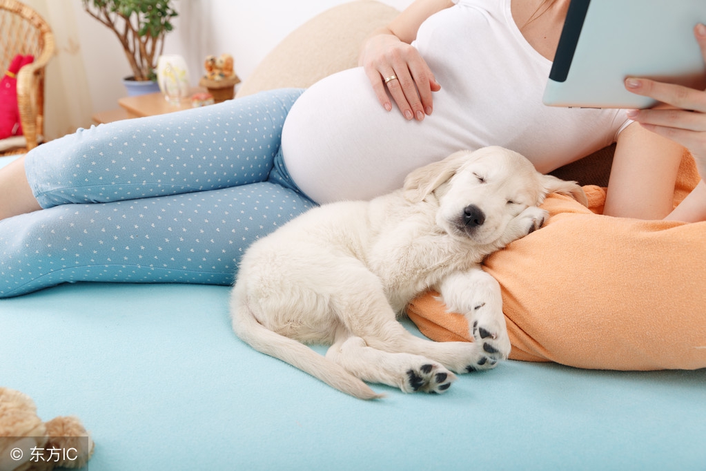 养宠物狗影响新婚夫妻怀孕吗,宠物对婚事是否有影响