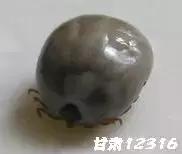 养羊网羊病防治200问,蜱虫防控科普视频