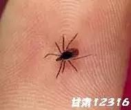 养羊网羊病防治200问,蜱虫防控科普视频