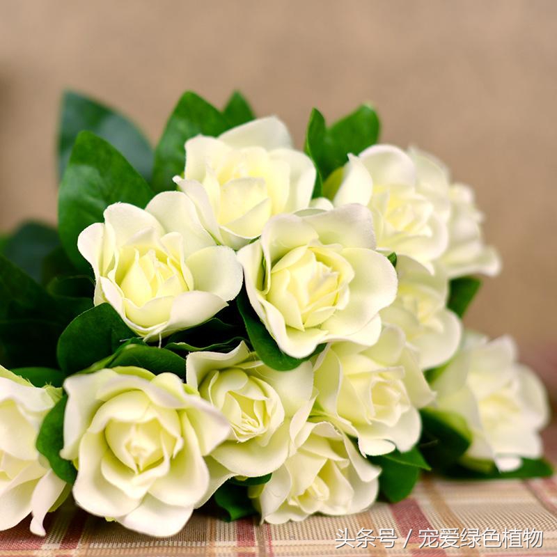 栀子花专用营养液防黄叶,大叶栀子花浇营养液继续黄叶