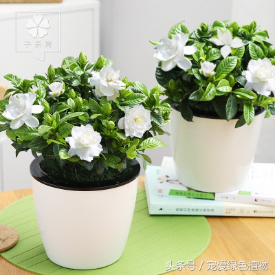 栀子花专用营养液防黄叶,大叶栀子花浇营养液继续黄叶