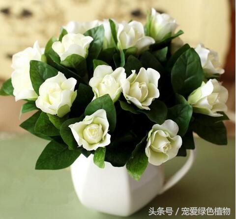 栀子花专用营养液防黄叶,大叶栀子花浇营养液继续黄叶