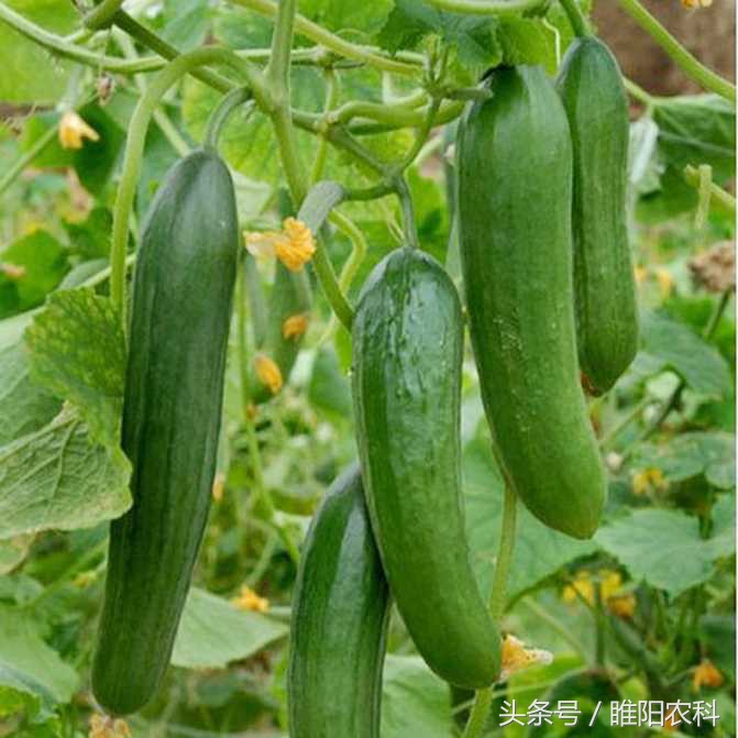 一斤顶4斤,还供不应求,他们的黄瓜咋您牛