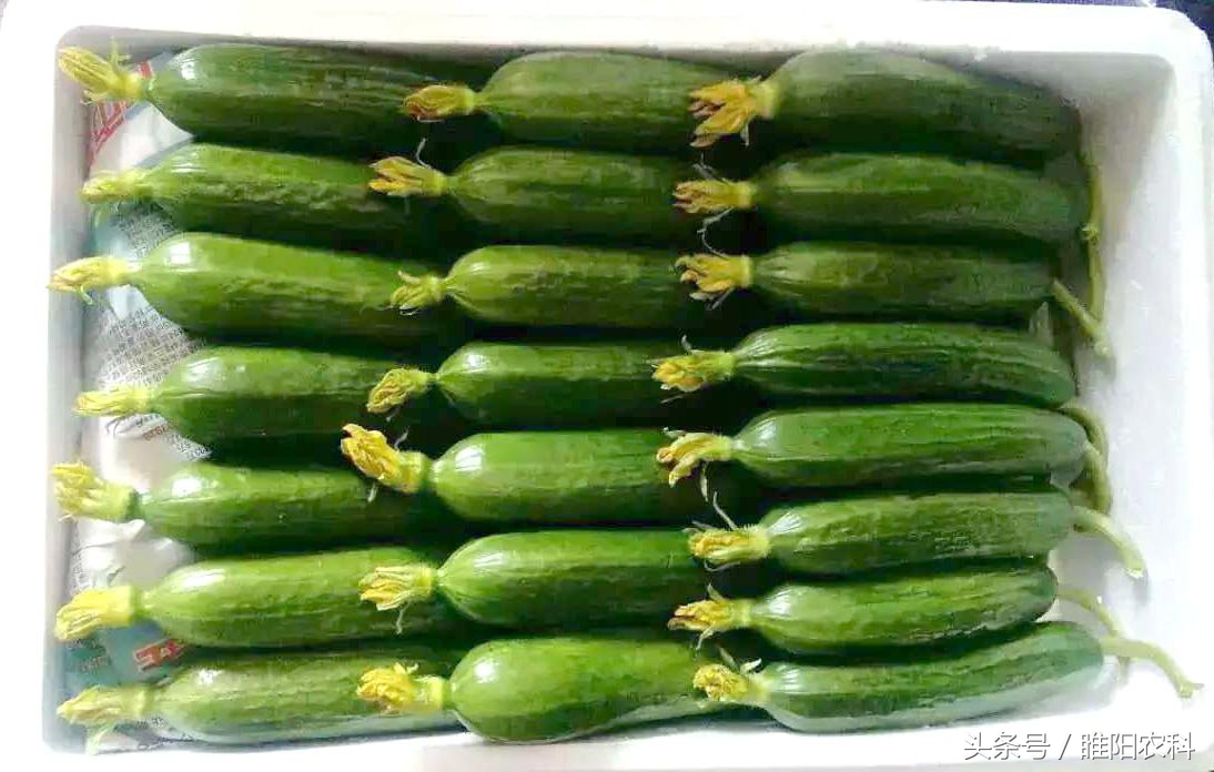 一斤顶4斤,还供不应求,他们的黄瓜咋您牛
