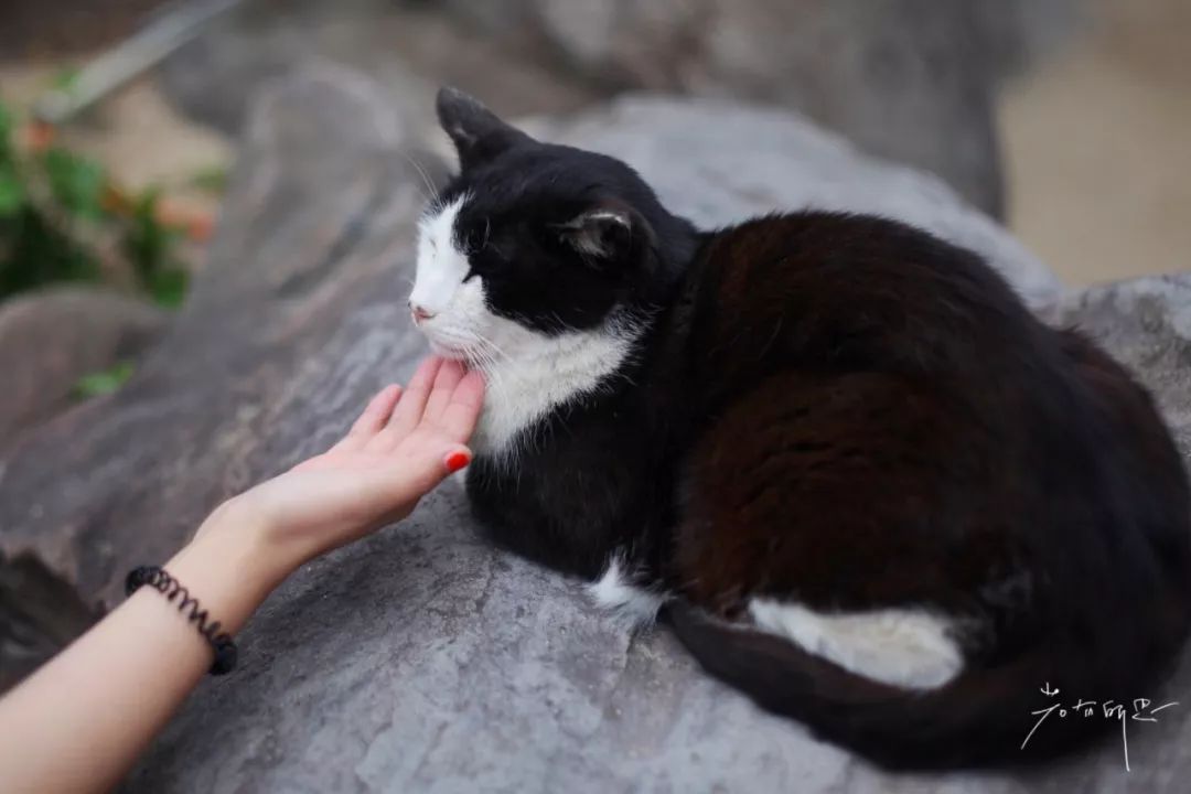 日本的哪个地方中国人不能去,日本什么地方很多中国人