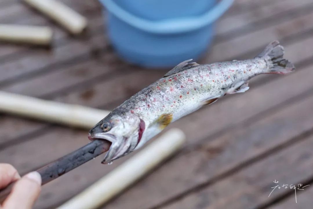 日本的哪个地方中国人不能去,日本什么地方很多中国人