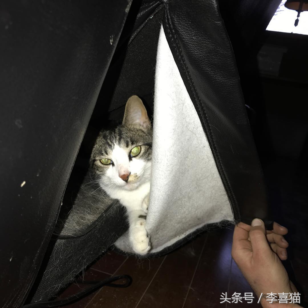 大名鼎鼎的中华气死猫，专业欺负铲屎官，谁养谁知道