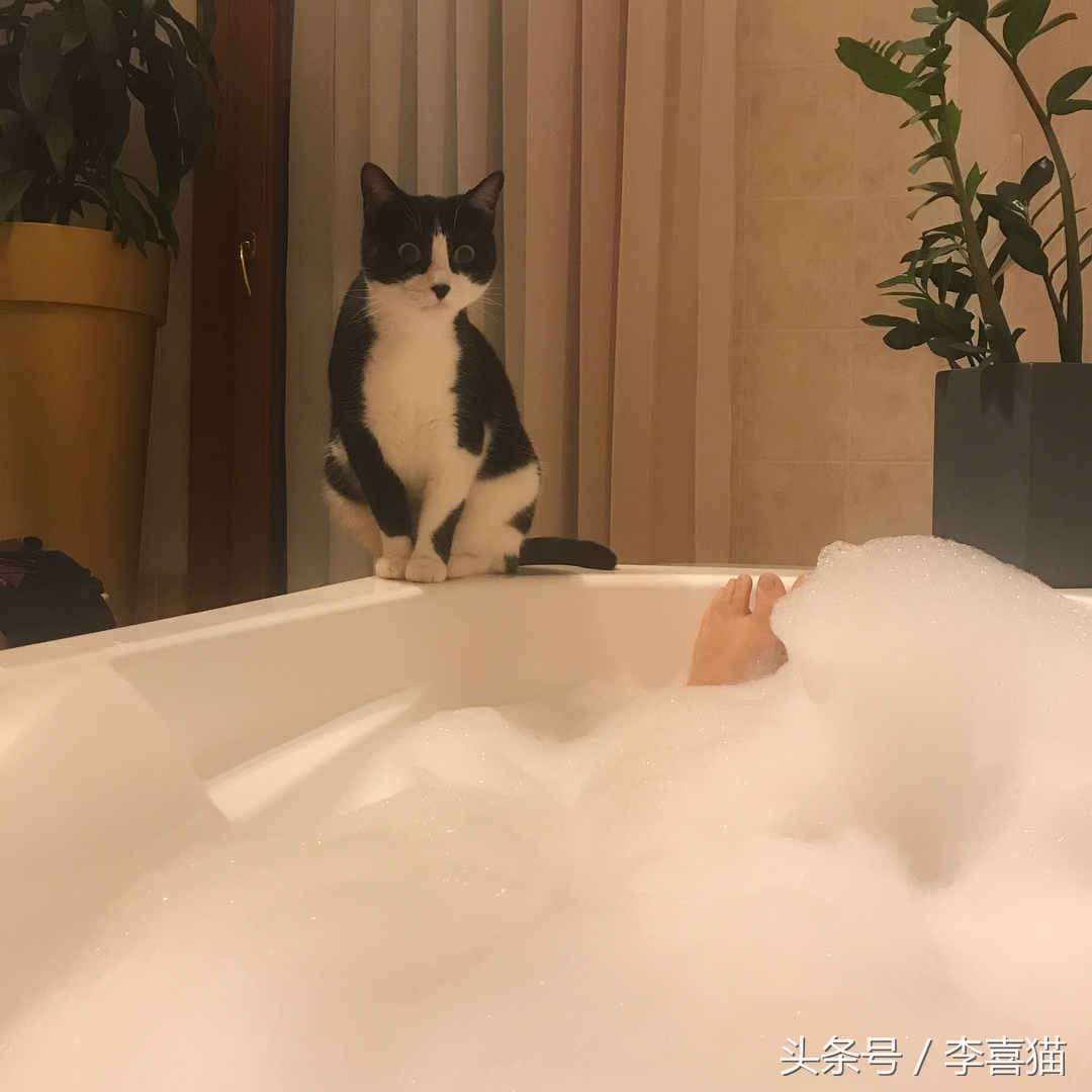 大名鼎鼎的中华气死猫，专业欺负铲屎官，谁养谁知道