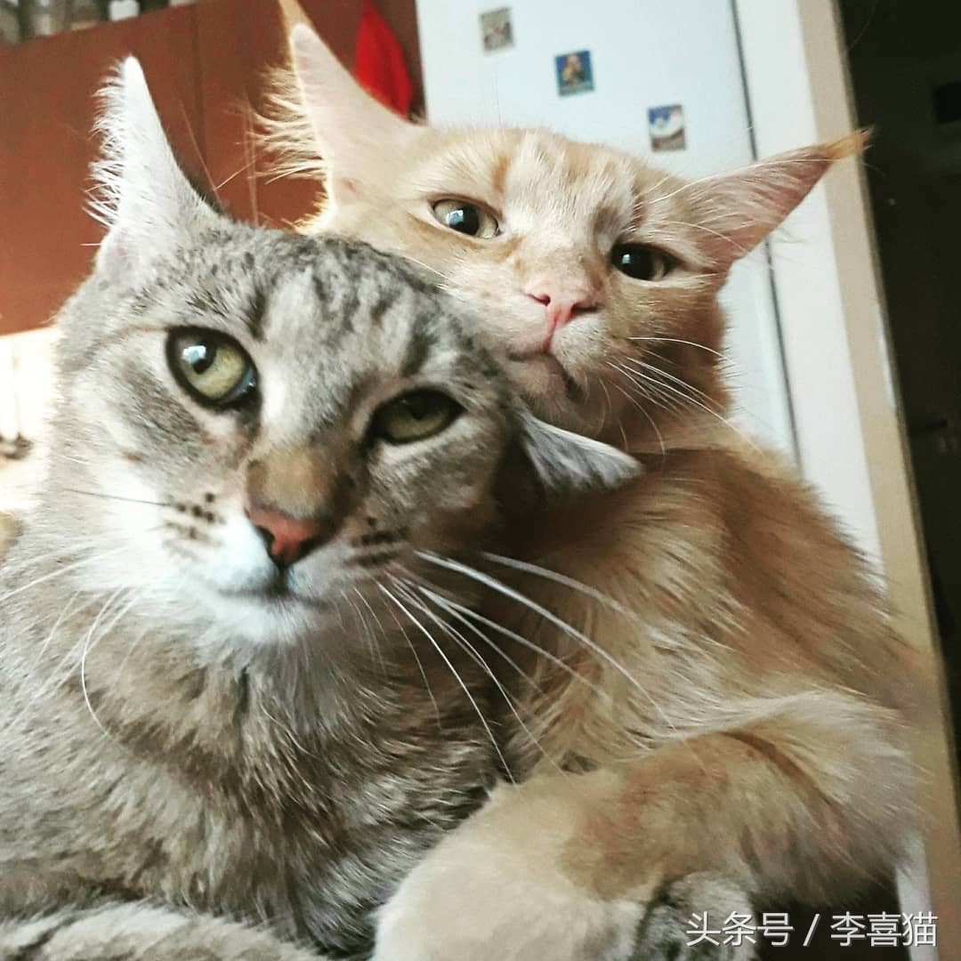 大名鼎鼎的中华气死猫，专业欺负铲屎官，谁养谁知道