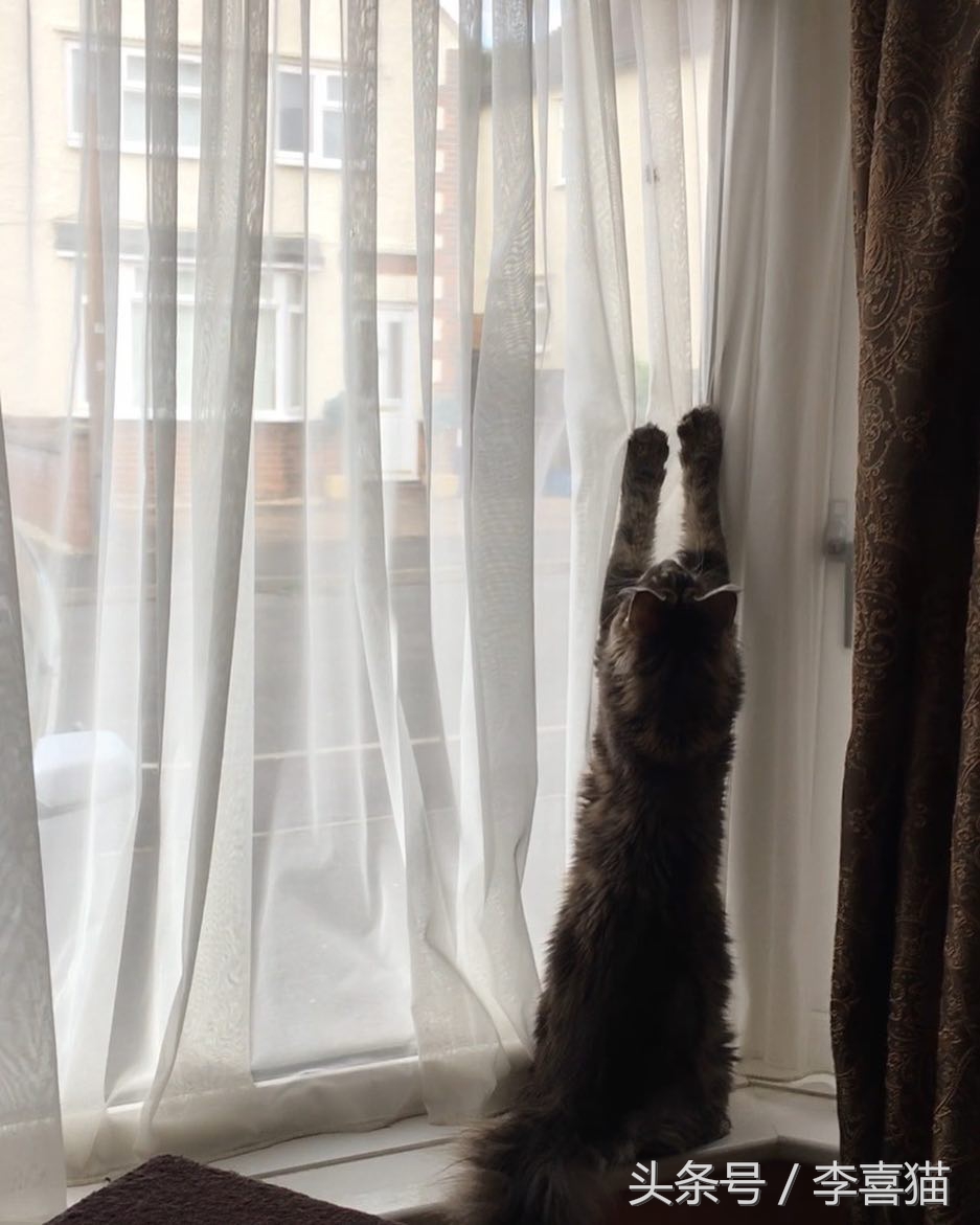 大名鼎鼎的中华气死猫，专业欺负铲屎官，谁养谁知道