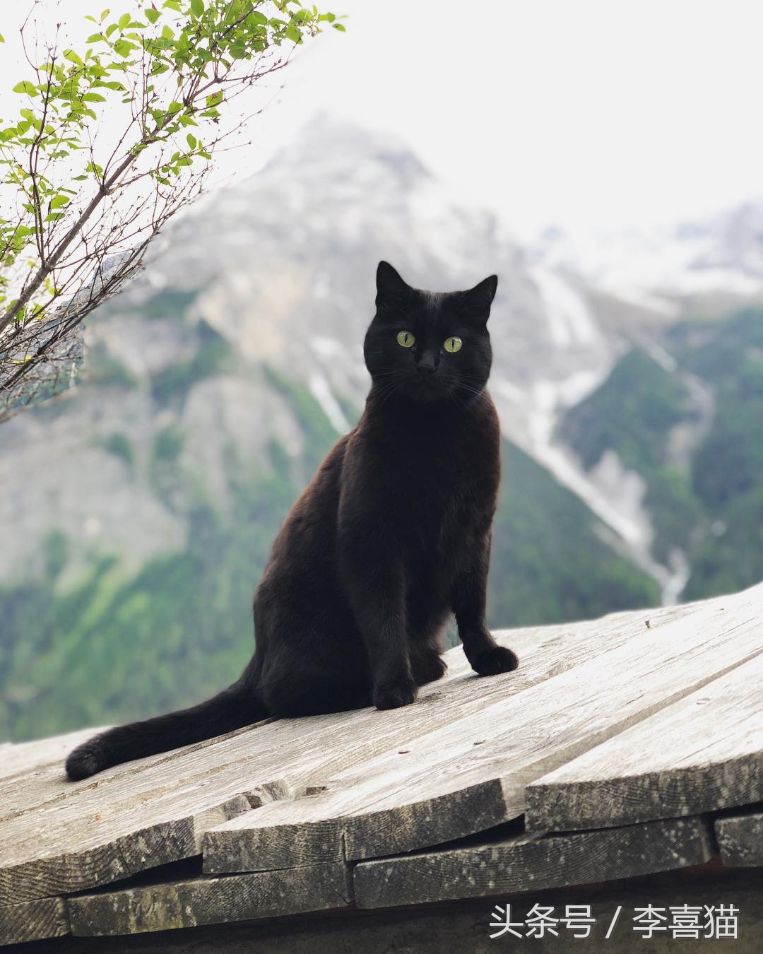 大名鼎鼎的中华气死猫，专业欺负铲屎官，谁养谁知道