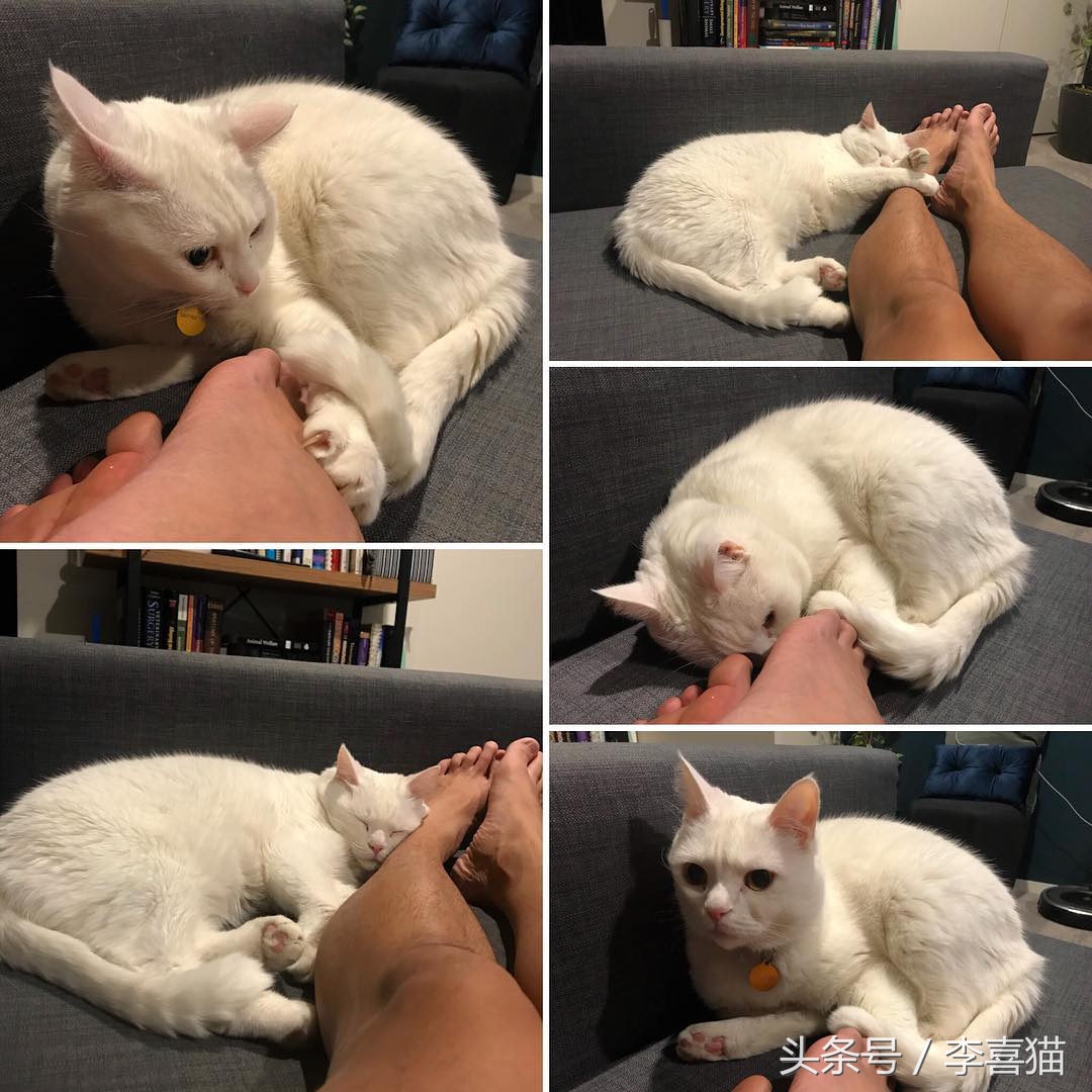 大名鼎鼎的中华气死猫，专业欺负铲屎官，谁养谁知道