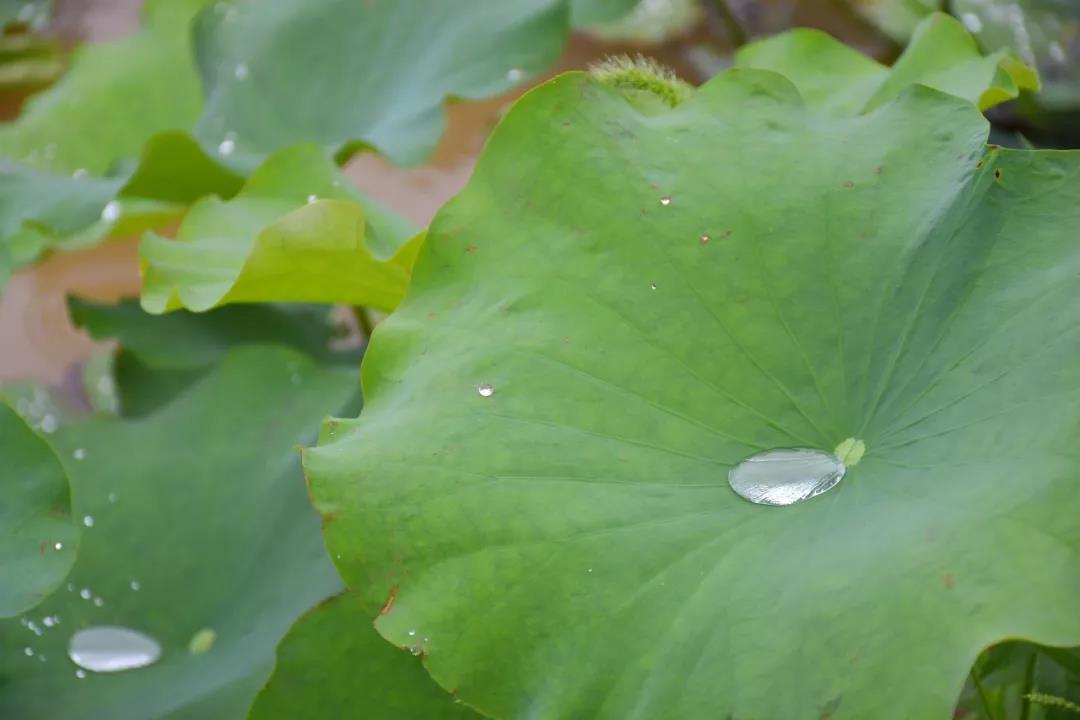 潍坊博苑溪谷森林幼儿园收费,博苑溪谷森林自然课程