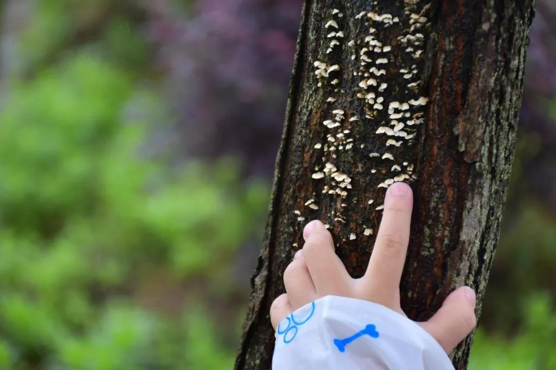 潍坊博苑溪谷森林幼儿园收费,博苑溪谷森林自然课程