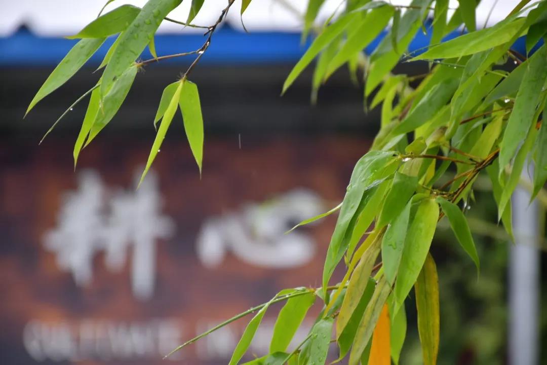 潍坊博苑溪谷森林幼儿园收费,博苑溪谷森林自然课程