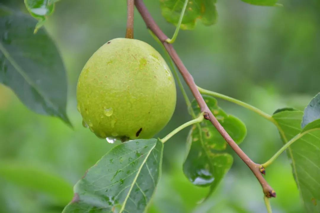 潍坊博苑溪谷森林幼儿园收费,博苑溪谷森林自然课程