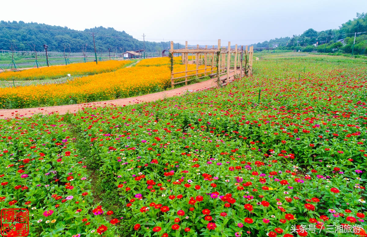 航拍九峰花海,航拍绝美花海五分钟
